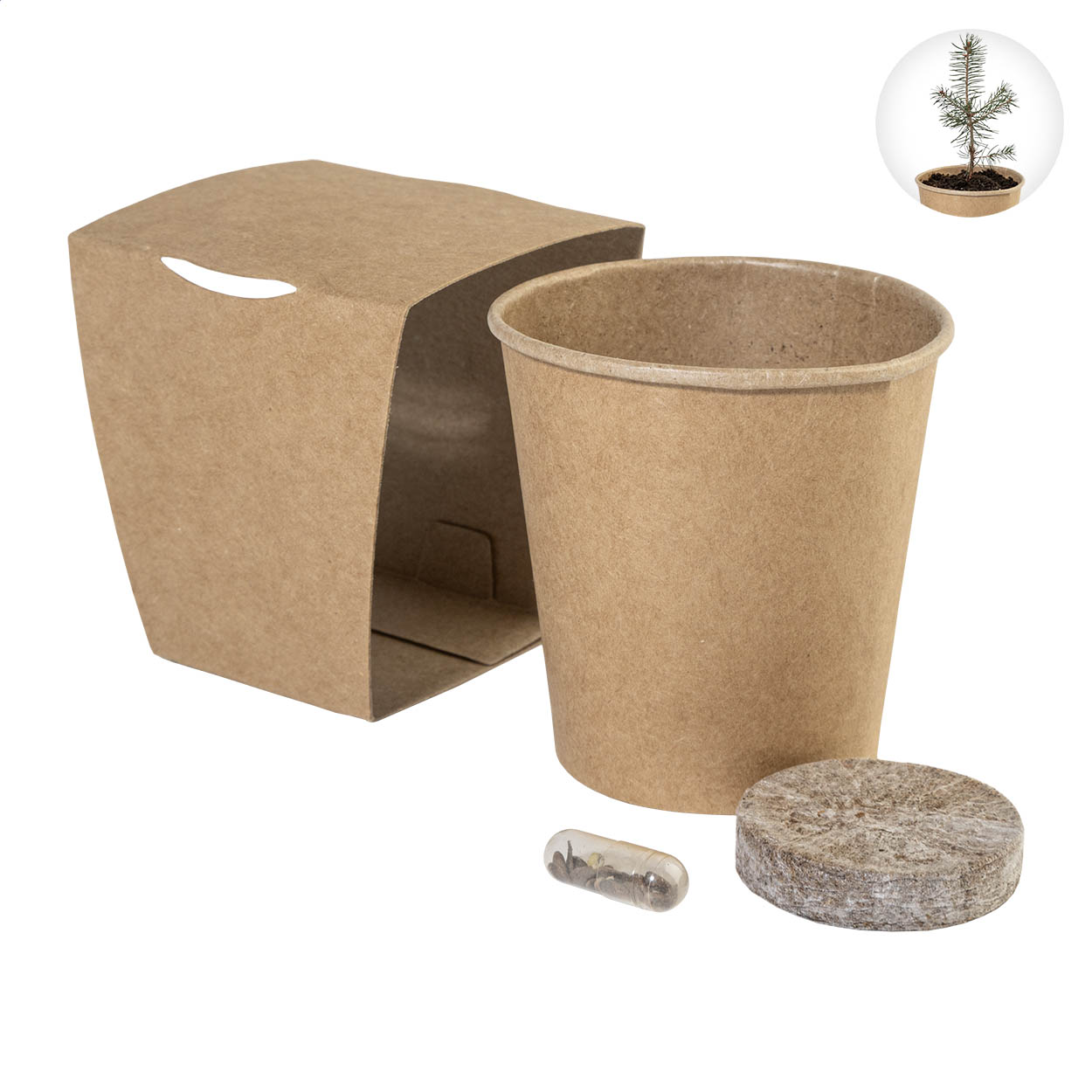 Kit de culture sapin de Noël MerryGrow personnalisé, étui kraft