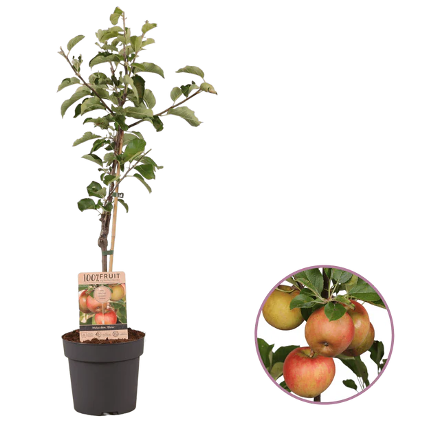 Apfelzauber - Fehmarn