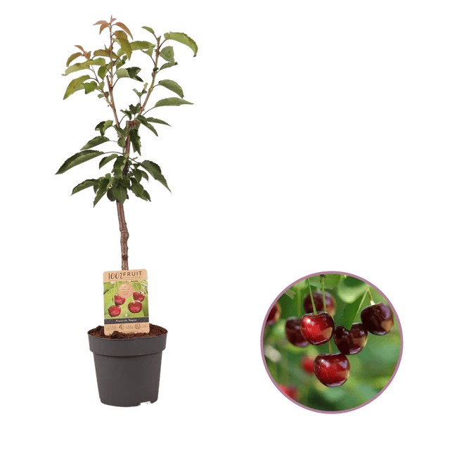 Kirschtraum - Schleswig