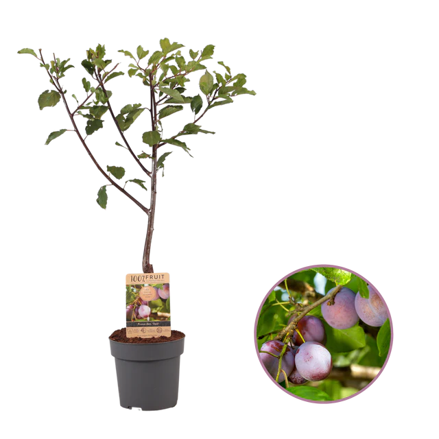 Prunier Personnalisé - Clohars-Carnoët