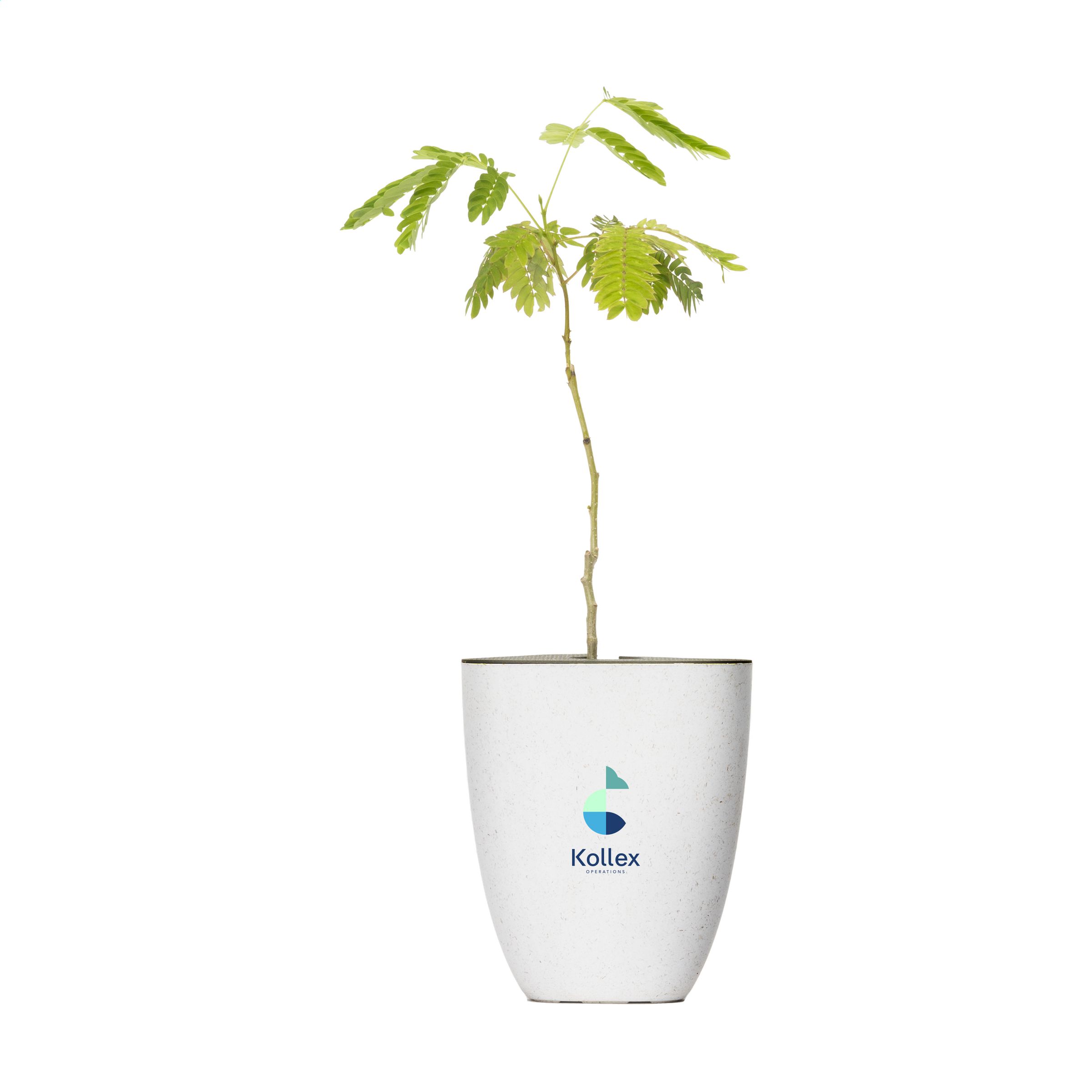 Seidenbaum Briefkastenbaum - Bad Urach