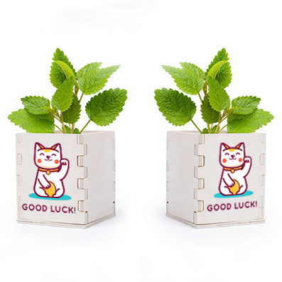 Pot de menthe avec boîte en bois - La Roche-sur-Grane