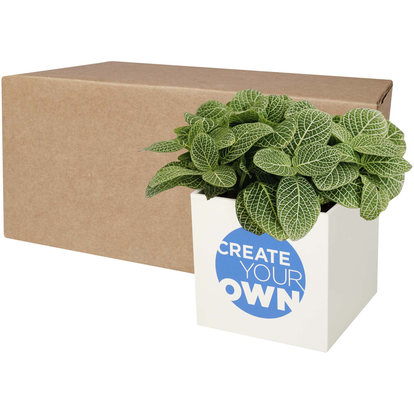 Aluminium Sukkulententopf - Marienberg